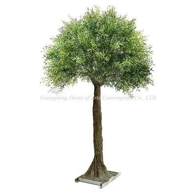 Cây ô liu lụa 9ft
